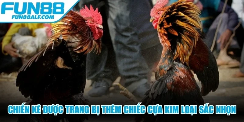 Chiến kê được trang bị thêm chiếc cựa kim loại sắc nhọn