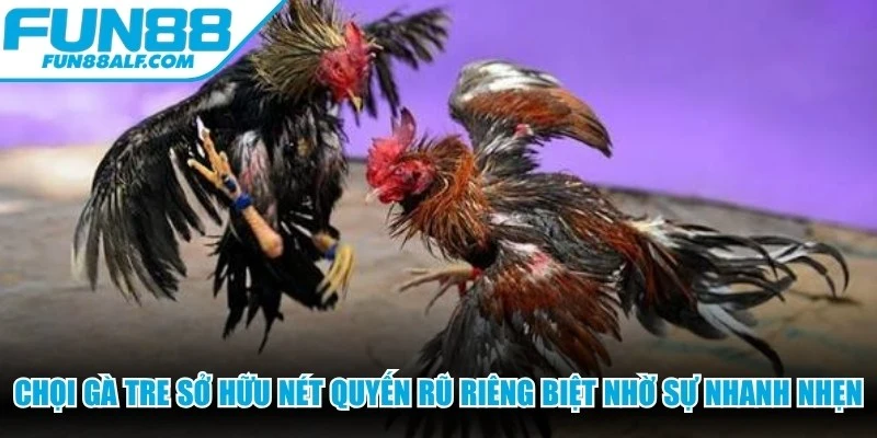 Chọi gà Tre sở hữu nét quyến rũ riêng biệt nhờ sự nhanh nhẹn